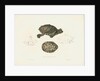 Indian Roofed Turtle by J D C Sowerby