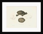 Indian Roofed Turtle by J D C Sowerby