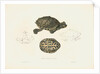 Indian Roofed Turtle by J D C Sowerby