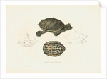 Indian Roofed Turtle by J D C Sowerby