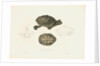 Indian Roofed Turtle by J D C Sowerby