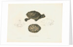 Indian Roofed Turtle by J D C Sowerby