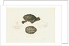 Indian Roofed Turtle by J D C Sowerby
