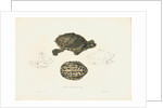 Indian Roofed Turtle by J D C Sowerby
