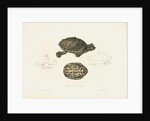 Indian Roofed Turtle by J D C Sowerby