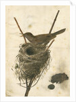Great Reed Warbler and its nest by Anonymous