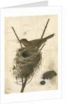 Great Reed Warbler and its nest by Anonymous