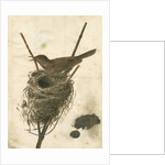 Great Reed Warbler and its nest by Anonymous