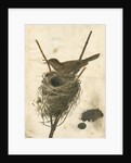 Great Reed Warbler and its nest by Anonymous