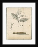Cinchona of St Lucia by G Wilson