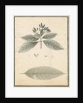 Cinchona of St Lucia by G Wilson