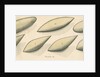 Studies of hydrodynamic shapes by Mark Beaufoy