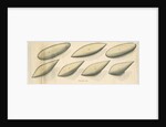 Studies of hydrodynamic shapes by Mark Beaufoy