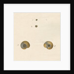 'Helix fontana' snail shell by John Agnew