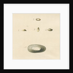 'Patella oblonga' shell by John Agnew