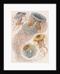 'Discomedusae' [jellyfish] by Adolf Giltsch