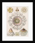 'Peromedusae' [jellyfish] by Adolf Giltsch