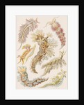 'Nudibranchia' [marine molluscs] by Adolf Giltsch