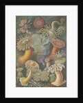 'Actiniae' [sea anemones] by Adolf Giltsch