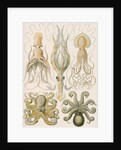 'Gamochonia' [octopus and squid] by Adolf Giltsch