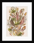'Nepenthaceae' [pitcher plant] by Adolf Giltsch