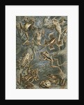 'Batrachia' [frogs and toads] by Adolf Giltsch