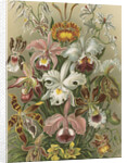 'Orchideae' [orchids] by Adolf Giltsch