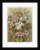 'Orchideae' [orchids] by Adolf Giltsch