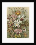 'Orchideae' [orchids] by Adolf Giltsch