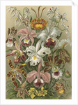 'Orchideae' [orchids] by Adolf Giltsch