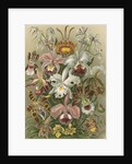 'Orchideae' [orchids] by Adolf Giltsch