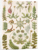'Hepaticae' [liverworts] by Adolf Giltsch