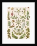 'Hepaticae' [liverworts] by Adolf Giltsch
