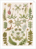 'Hepaticae' [liverworts] by Adolf Giltsch