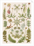 'Hepaticae' [liverworts] by Adolf Giltsch