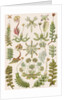 'Hepaticae' [liverworts] by Adolf Giltsch