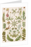 'Hepaticae' [liverworts] by Adolf Giltsch