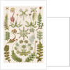 'Hepaticae' [liverworts] by Adolf Giltsch