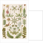 'Hepaticae' [liverworts] by Adolf Giltsch