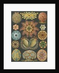 'Ascidiae' [sea squirts] by Adolf Giltsch