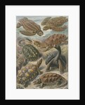'Chelonia' [turtles, tortoises and terrapins] by Adolf Giltsch