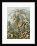 'Filicinae' [tropical ferns] by Adolf Giltsch