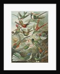 'Trochilidae' [humming birds] by Adolf Giltsch