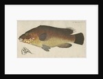 'La Carpe de Mer' [Wrasse] by Anonymous