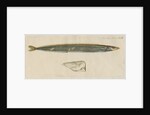 'L'Ammodite' [Lesser sand eel] by Anonymous
