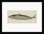 'Le Maquereau' [Atlantic mackerel] by Anonymous