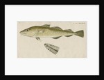 'Le Torsk' [juvenile Atlantic cod?] by Anonymous