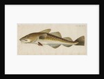 'Le Titling' [adult Atlantic cod?] by Anonymous