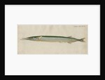 'L'Orphie' [Garfish by Anonymous