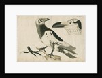 'Le Corbeau Blanc de Ferroe' [Pied or White Raven] by Anonymous